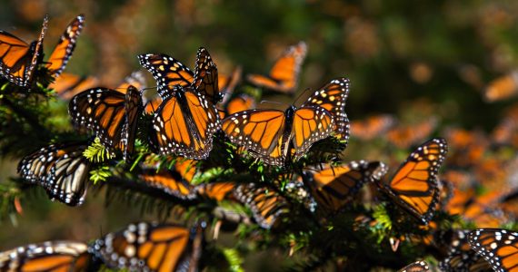 mariposas-monarca-en-peligro-de-extinción