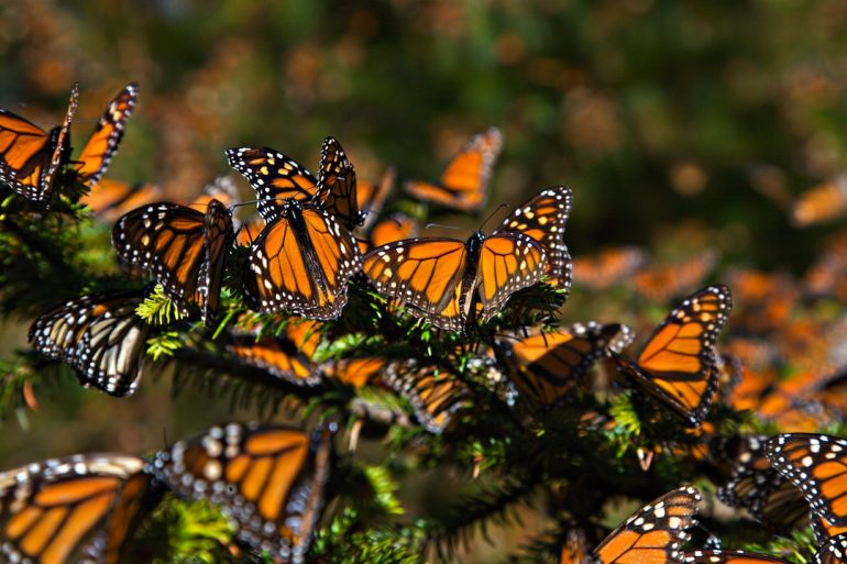 Efectos del cambio climático en mariposas monarca