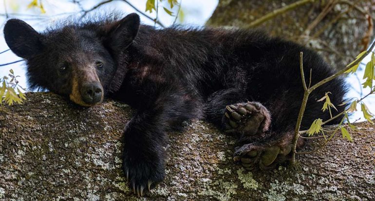Ejemplares de oso negro fueron avistados en México