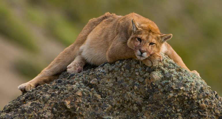 El 30 de agosto se conmemora el Día Internacional del Puma