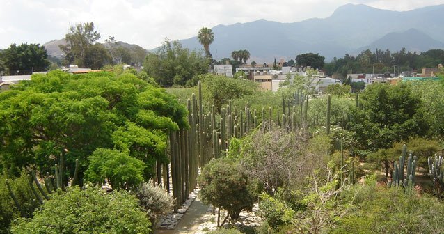 El Jardín Etnobotánico de Oaxaca