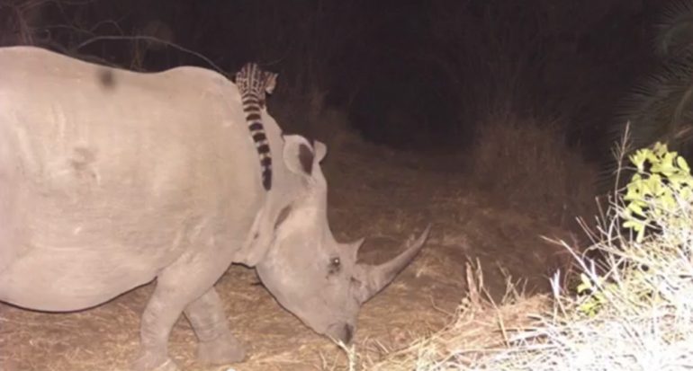 El animal que cabalga rinocerontes