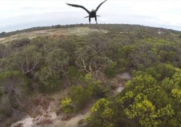 El ave valiente que atrapó el dron