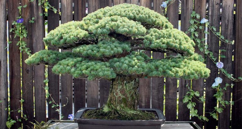 El bonsái que sobrevivió a Hiroshima