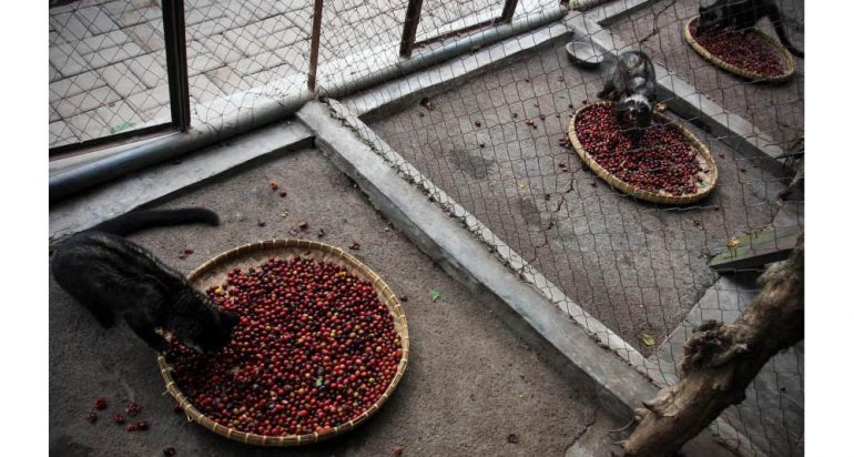 El café más costoso del mundo oculta un inquietante secreto