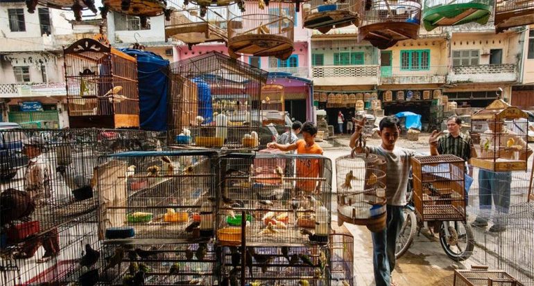 El daño de los florecientes mercados de aves de Indonesia