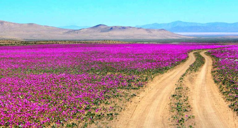 El desierto más árido del planeta se llena de vida