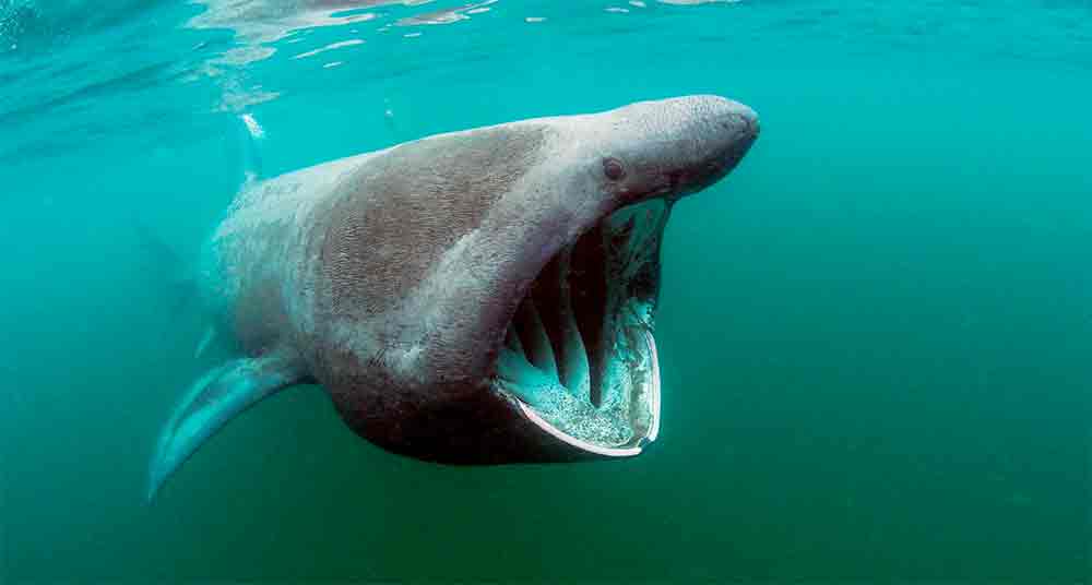 Tiburón peregrino del tamaño de un camioneta apareció en una playa de Maine.