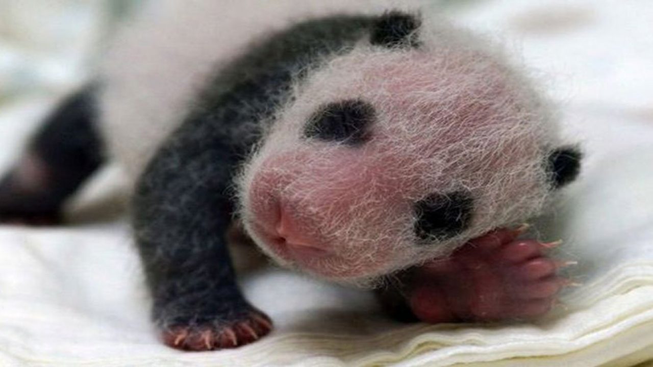 El sorprendente ciclo de vida del oso panda | National Geographic en Español