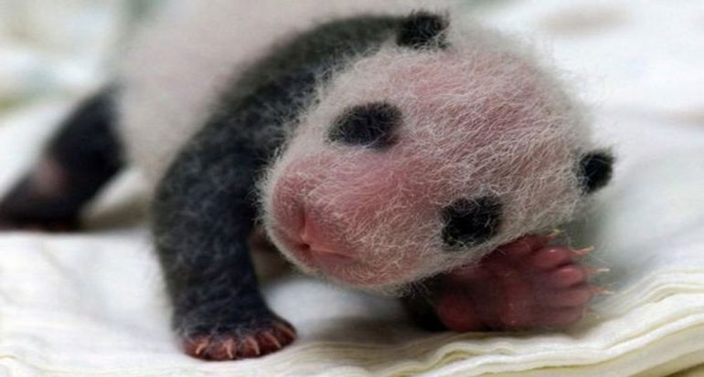 El sorprendente ciclo de vida del oso panda