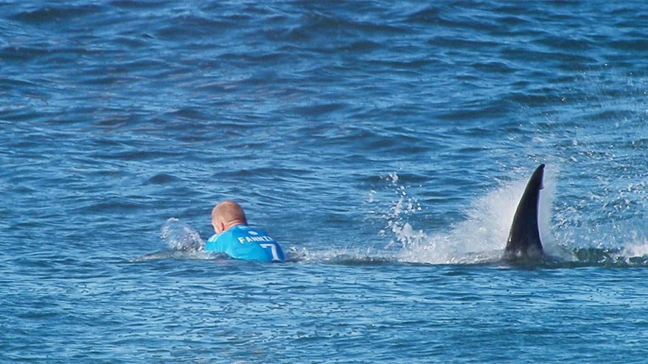 El surfista atacado por el tiburón hizo lo correcto | National Geographic  en Español