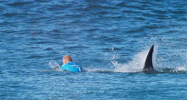 El surfista atacado por el tiburón hizo lo correcto