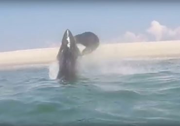 En video: gran tiburón blanco salta para capturar una foca