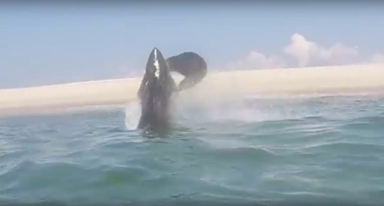 En video: gran tiburón blanco salta para capturar una foca