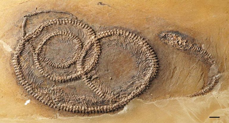 Encuentran fósil ?matrioska? de 48 millones de años