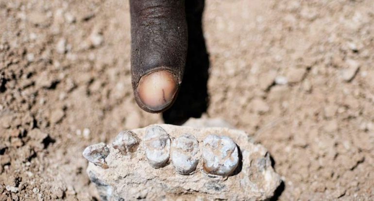 Encuentran nueva especie de antepasado humano en Etiopía