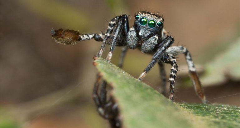 Encuentran nueva especie de araña que juega para atraer pareja