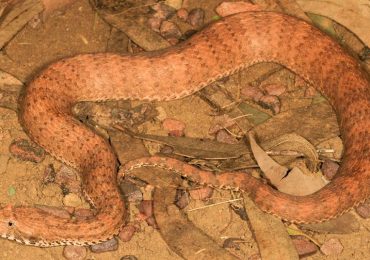 Encuentran nueva especie de serpiente venenosa