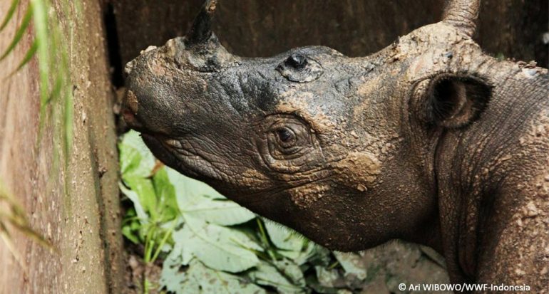 Encuentran raro rinoceronte de Sumatra... tras 40 años