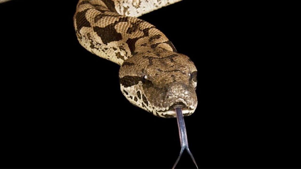 Estábamos equivocados: Así matan las boas constrictoras | National  Geographic en Español