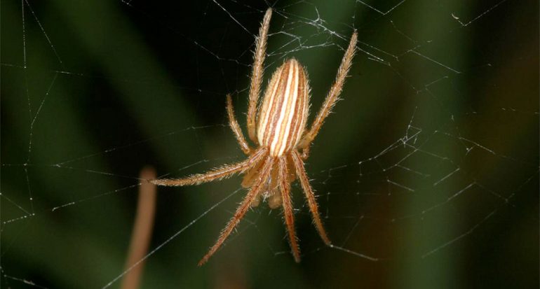 Esta araña destruye los genitales femeninos