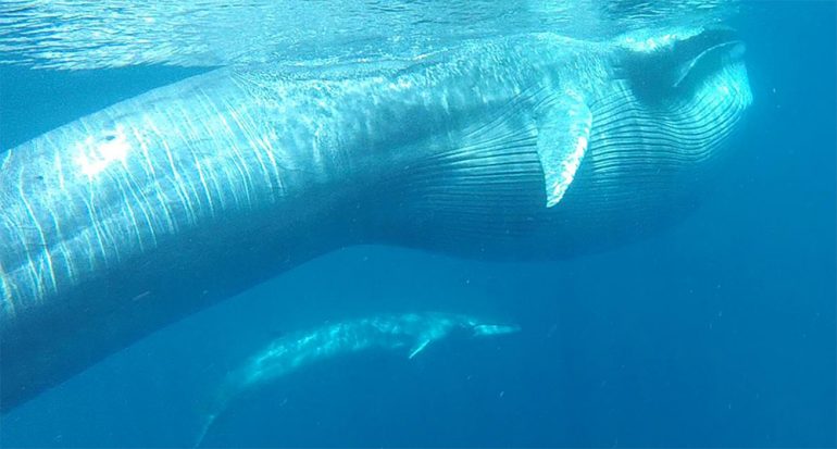 Esta ballena tamaño autobús es más inusual de lo que creíamos