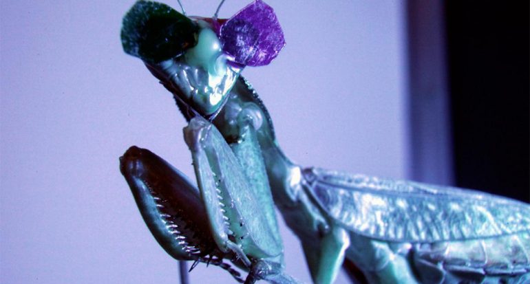 Estas mantis religiosas usan gafas 3D. Por razones científicas
