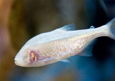 Este pez cavernario perdió los ojos a causa de la evolución