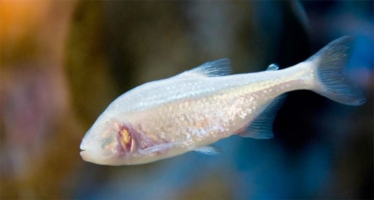 Este pez cavernario perdió los ojos a causa de la evolución