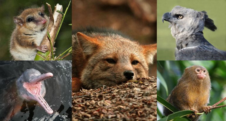 Fotogalería | 14 especies endémicas de Latinoamérica que debes conocer