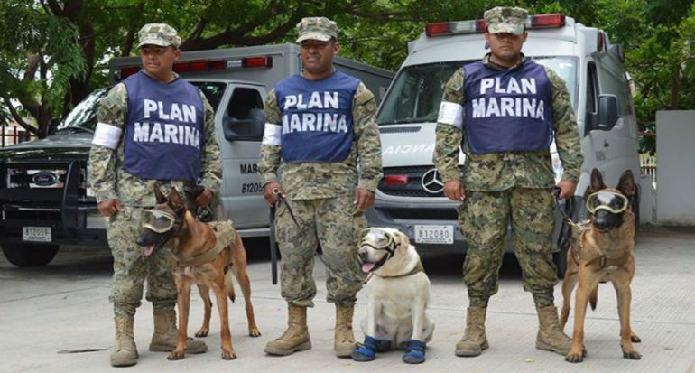 Fotogalería | Los perros que están salvando a México