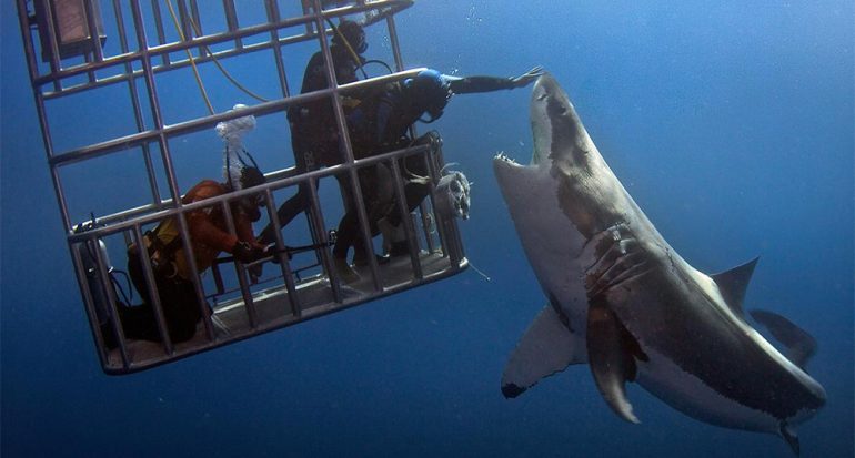 Fotos muestran lo que no debes hacer con los tiburones