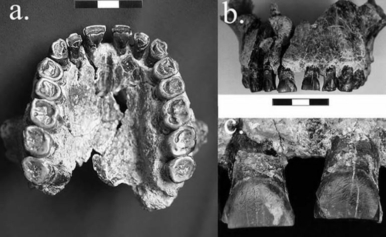 Fósil muestra evidencia antigua del uso de la mano derecha