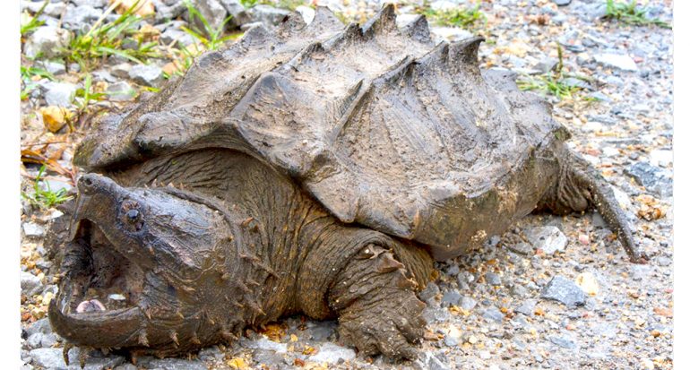 Hallan a la primera tortuga caimán en más de 30 años