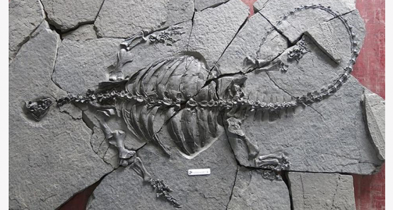Hallan el fósil de una tortuga sin caparazón de hace 228 millones de años