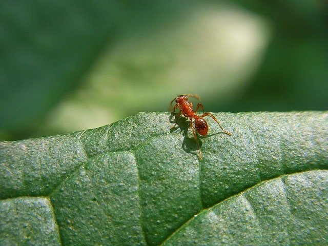 Hormigas y su protocolo de información