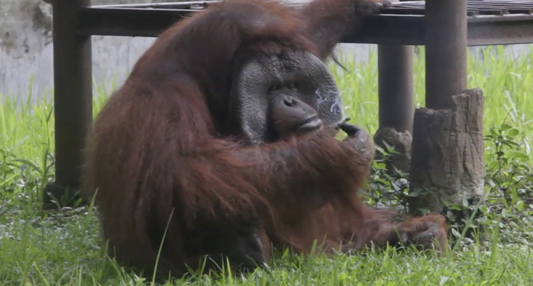 Indignación mundial por orangután que fuma en un zoológico