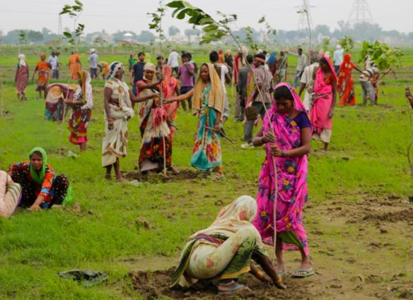 La India planta 66 millones de árboles en menos de 12 horas