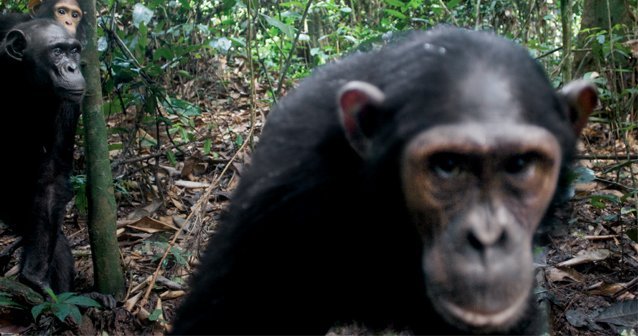 La Verdad Acerca de los Chimpancés
