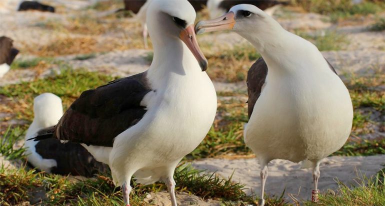 La albatros Wisdom y otras mamás increíblemente viejas