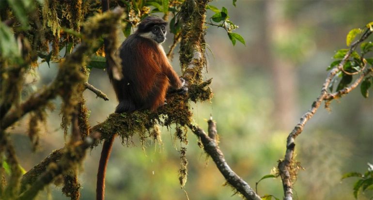 La caza de monos podría causar la extinción de estas especies