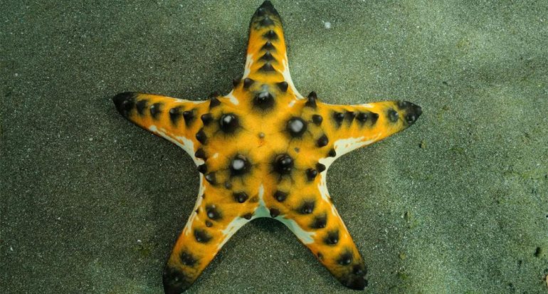 La estrella de mar chispas de chocolate y sus parientes