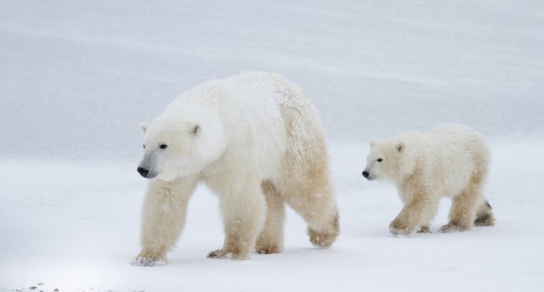 La gran batalla del oso polar