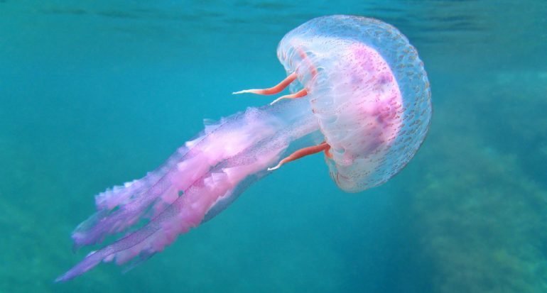 La gran habilidad de las medusas