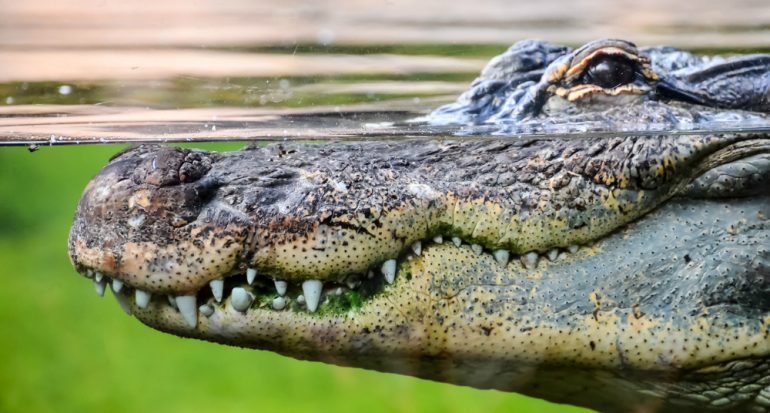 La importancia de los cocodrilos en los ecosistemas mexicanos