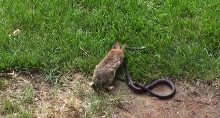 La madre conejo contra la serpiente