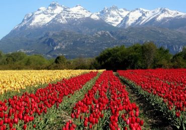 La magia de los tulipanes en la Patagonia