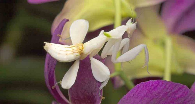 La mantis orquídea