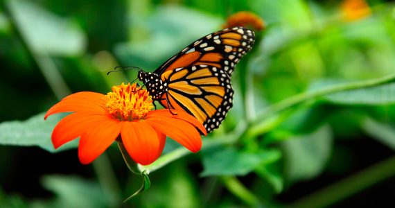 La mariposa monarca ya llegó a México