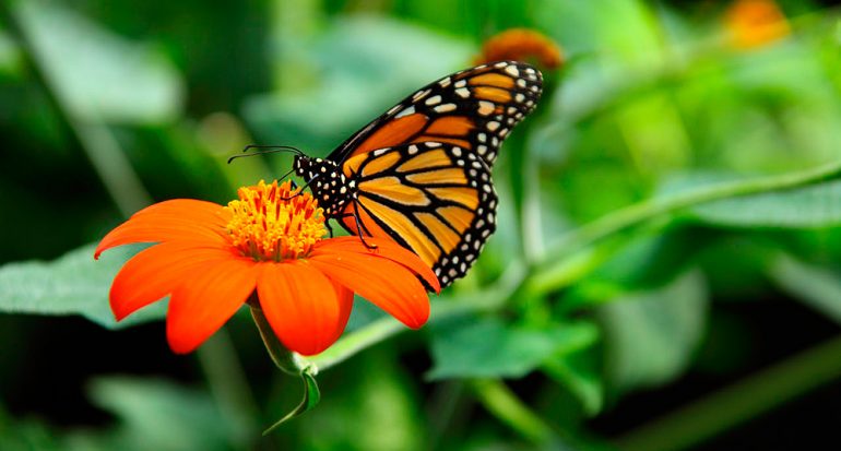 La mariposa monarca ya llegó a México